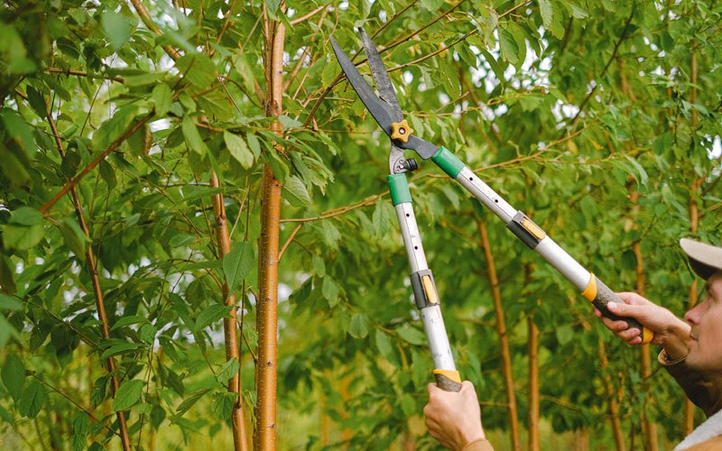 Tree trimming in Rockvale, CO